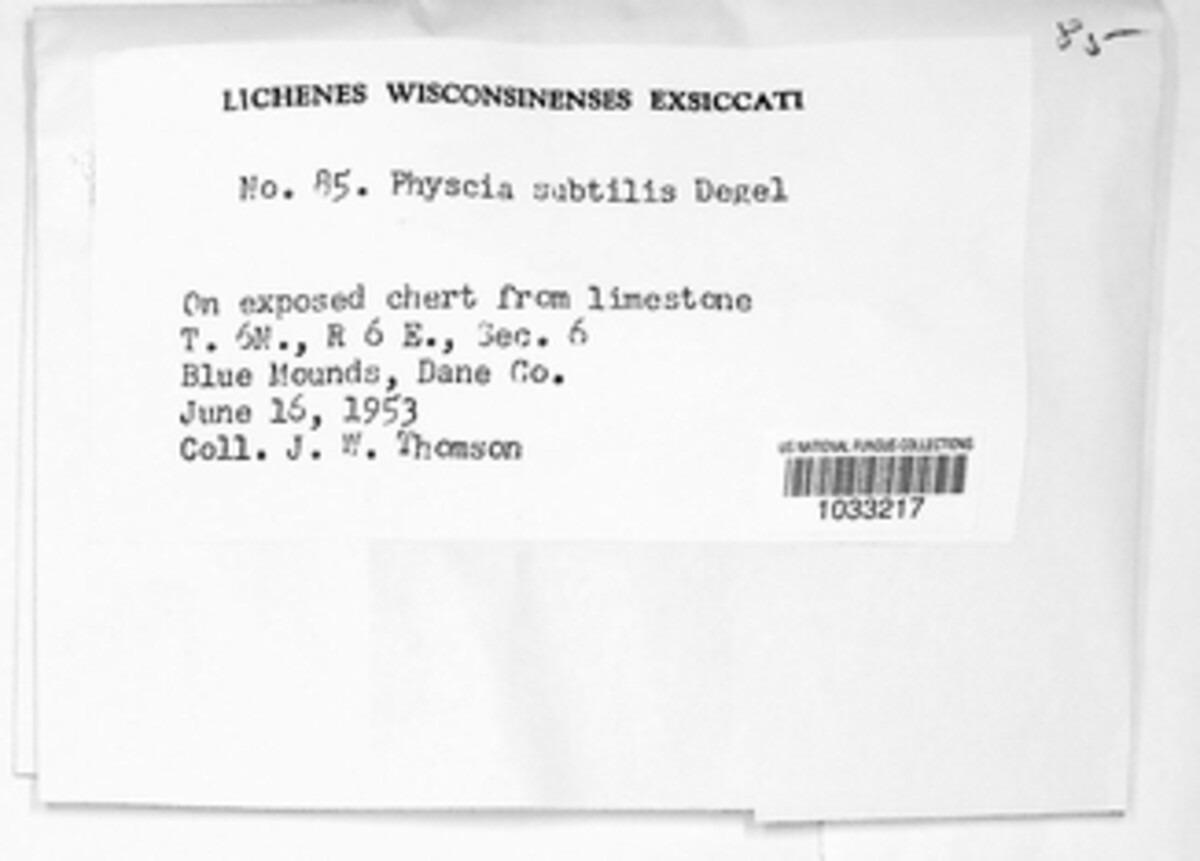 Physcia subtilis image